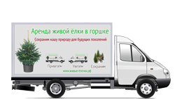 Эко Проект Аренда живой елки в горшке