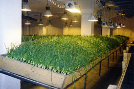 Производство зеленого лука (большая прибль)