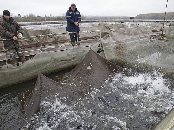 Рыбное хозяйство в Крыму