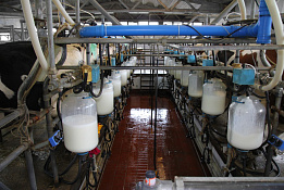 Молочная ферма в Туле