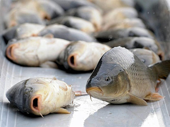 Действующее производство - цех по переработке рыбы на юге СПб