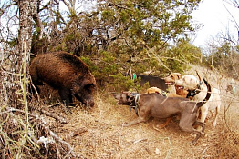 Охотничье хозяйство в Саратовской области